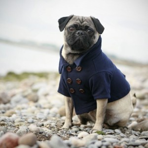 Skipper peacoat for dogs by RoverDog