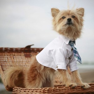 Tie and oxford shirt for dogs by RoverDog