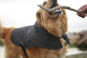 Anorak for dogs by RoverDog